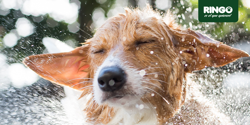tips para mantener a tu perro limpio